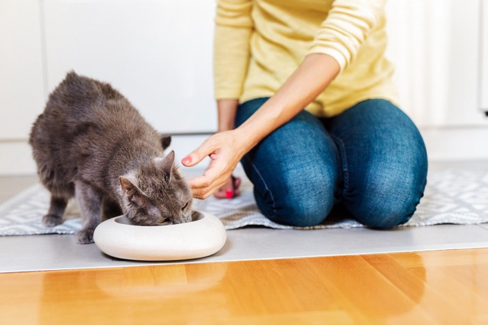 食事する猫を撫でる人