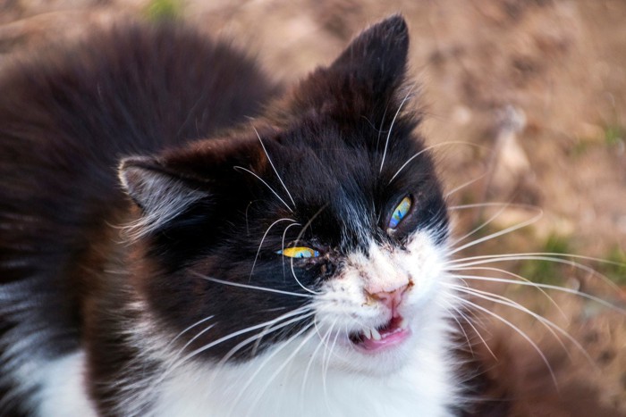 くしゃみしそうな猫