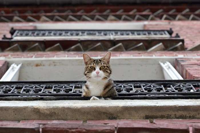 上から下を見下ろす猫