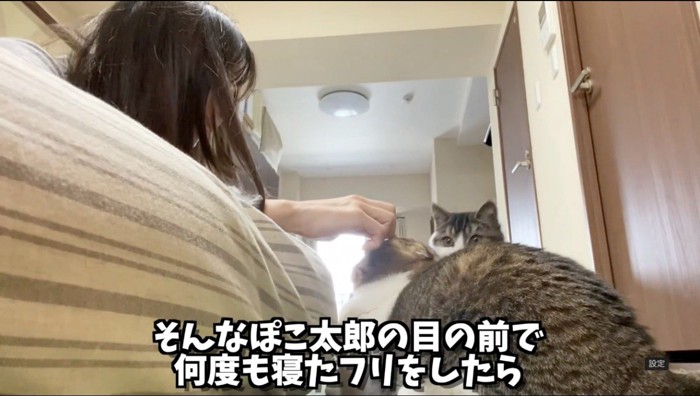 ベッドに乗りながら猫の耳を触る女性