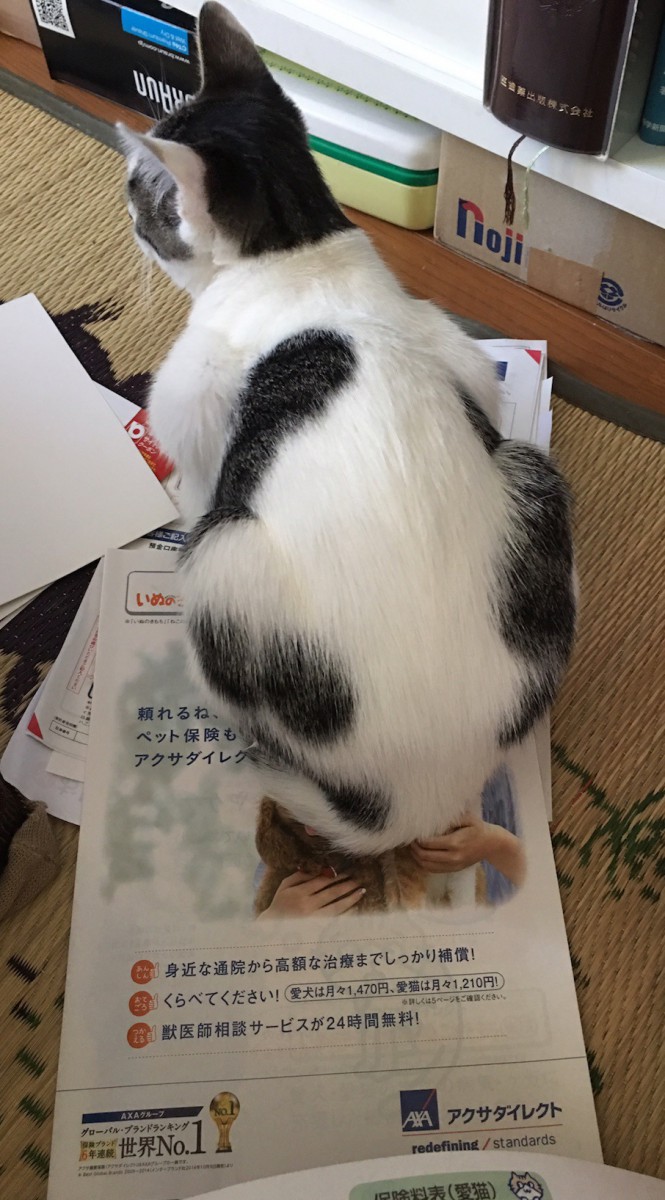 保険のパンフレットの上に乗るねこ