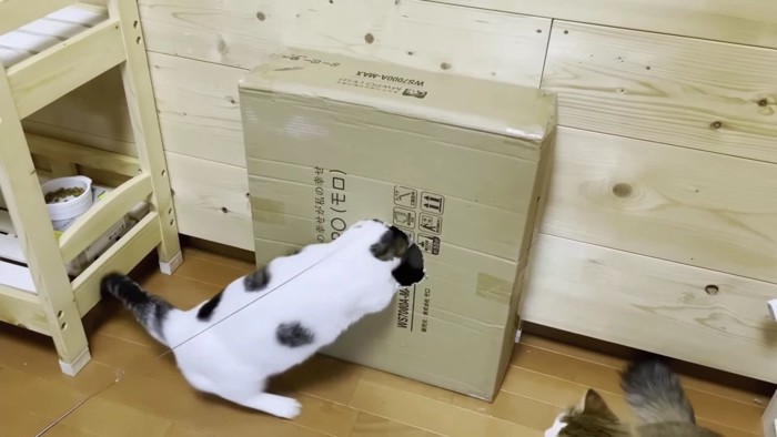 立てた箱に頭を入れる猫