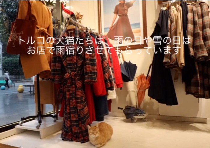 店内でくつろぐ猫さん