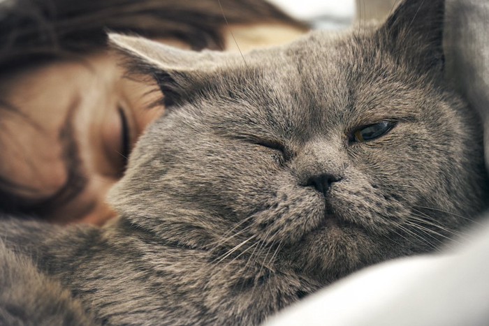 眠る女性のそばでウインクする猫