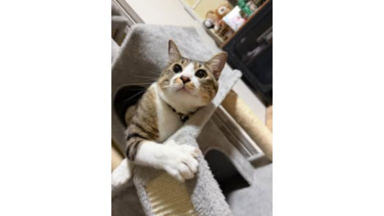 室内にいる猫