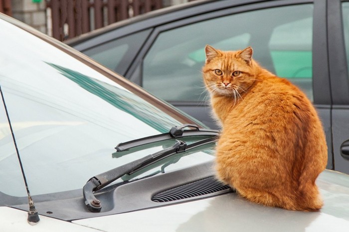 車のボンネットに乗った猫