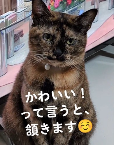 振り向く猫