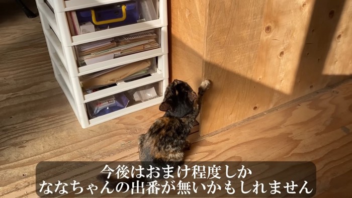 壁に爪を立てる子猫