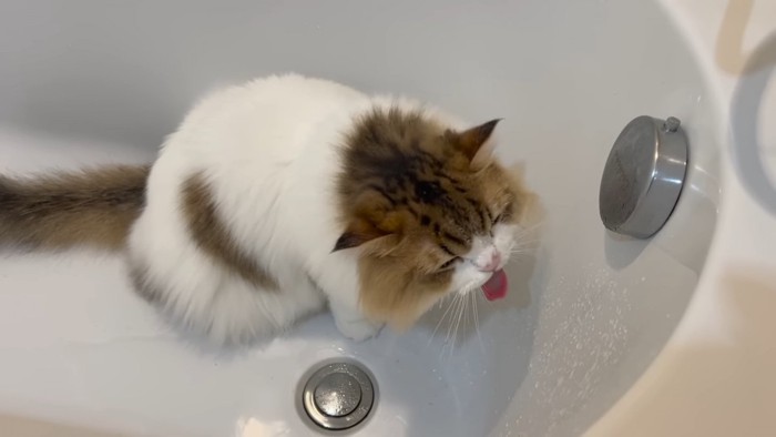 水を飲む猫