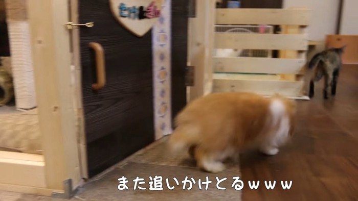 猫を追いかけるウサギ