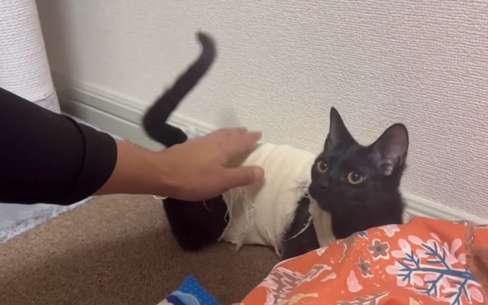 撫でられる猫