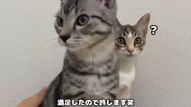 2匹の猫