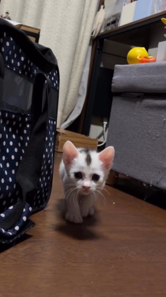 飼い主に視線を向けながらゆっくりと歩いてくる子猫