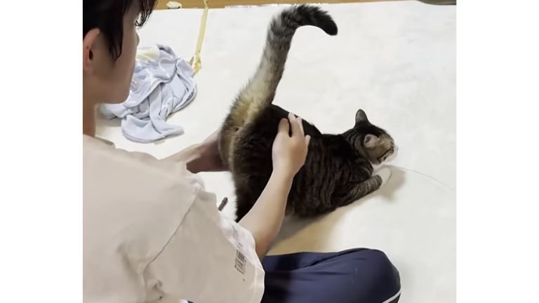 猫と男性