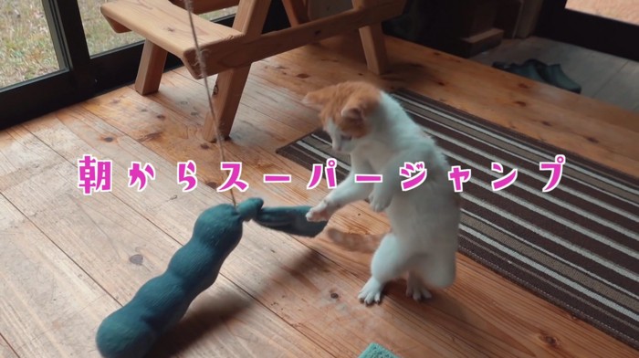 ジャンプする子猫