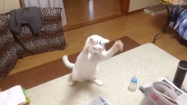 両手を上げる猫