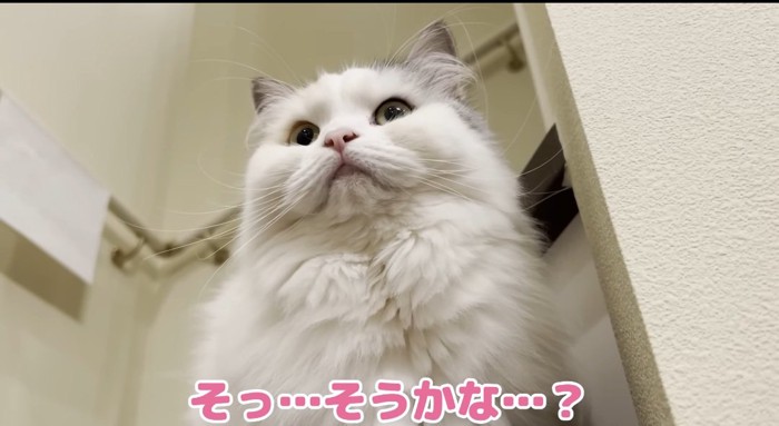 座っている猫