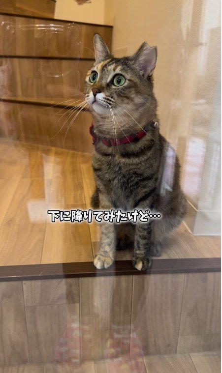 扉を乗り越えて外から中をみる猫