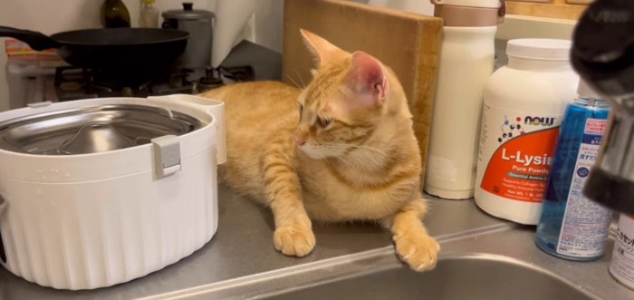 水飲み器を見る猫