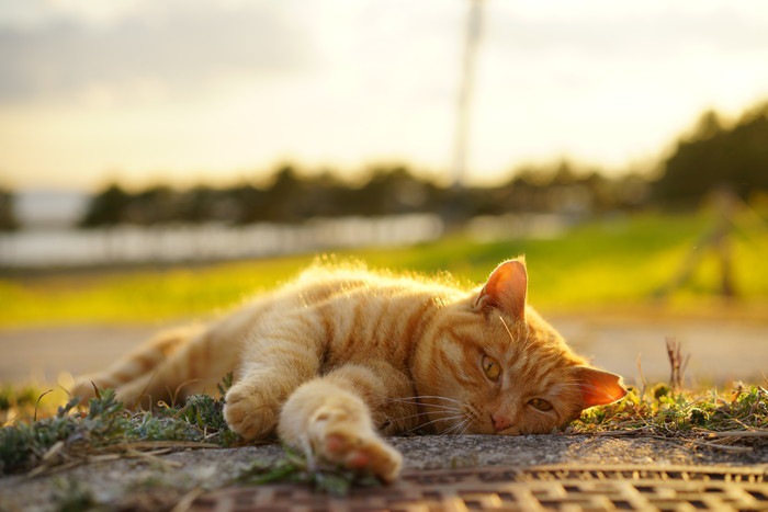 夕焼けに照らされてぐったりする猫