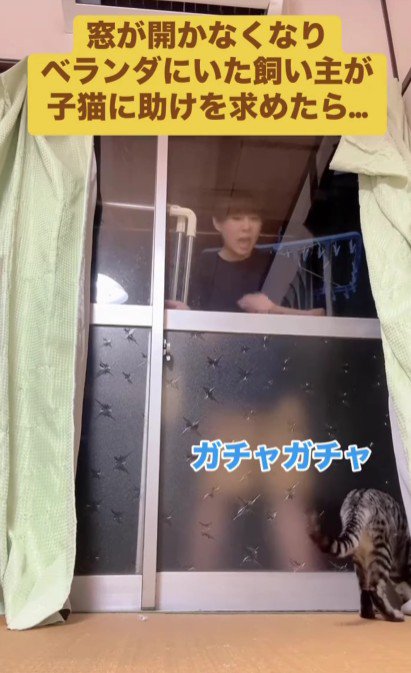 ベランダにいる飼い主と部屋にいる猫