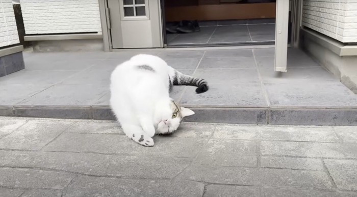 玄関ポーチで転がる猫