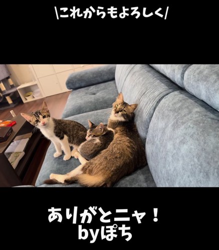 ソファーの上に乗る親子猫