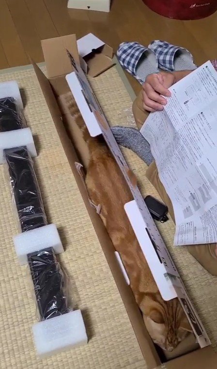 空き箱に入る猫