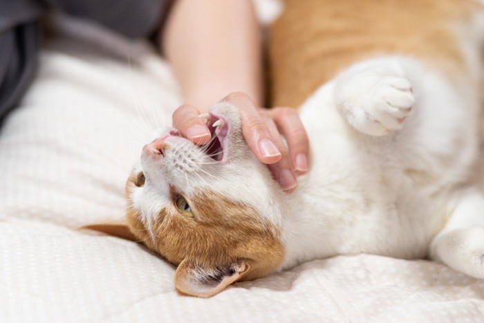 猫の口に手を入れる人