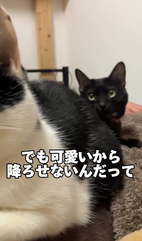 飼い主の膝の上にいるハチワレの後ろにいる黒猫