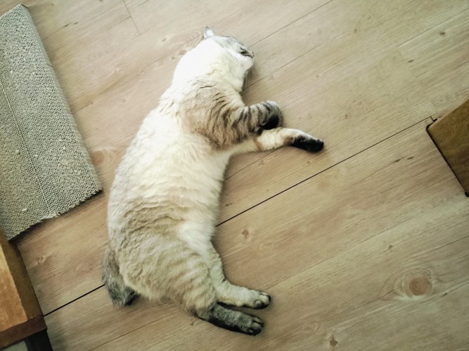 床に落ちている猫