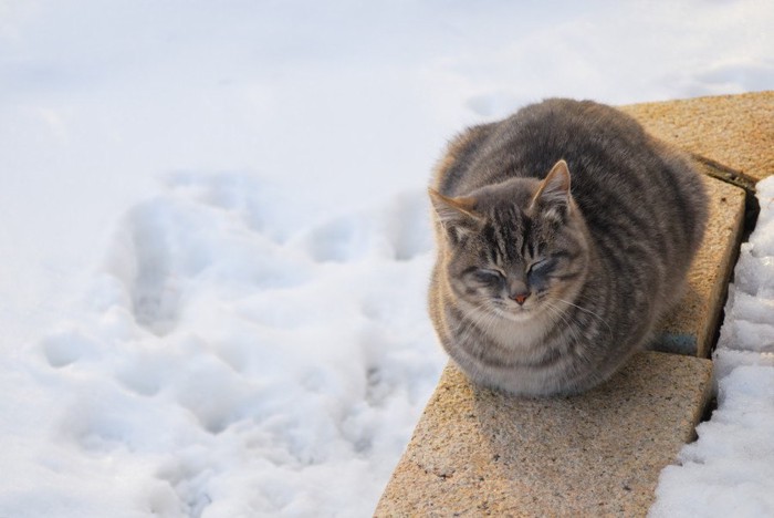 雪の中の猫