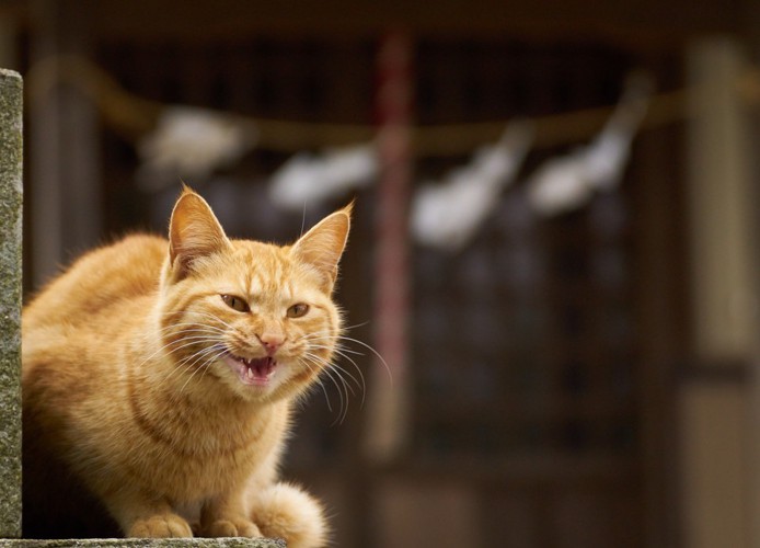 リラックスした様子の猫