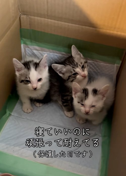 縮こまる猫