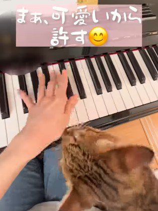 鍵盤を弾く手と見つめる猫
