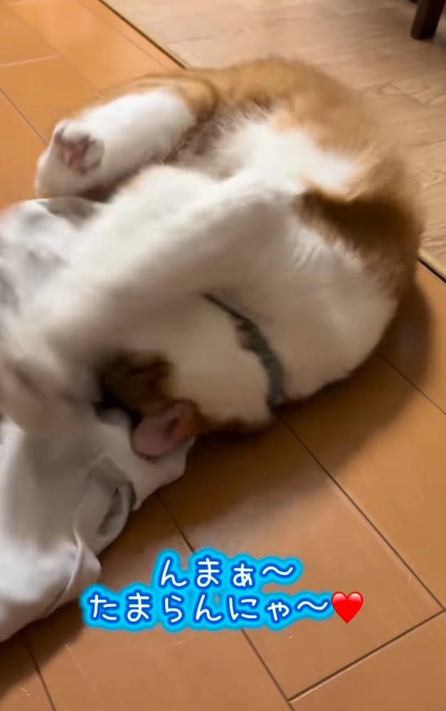 体をくねくねさせる猫