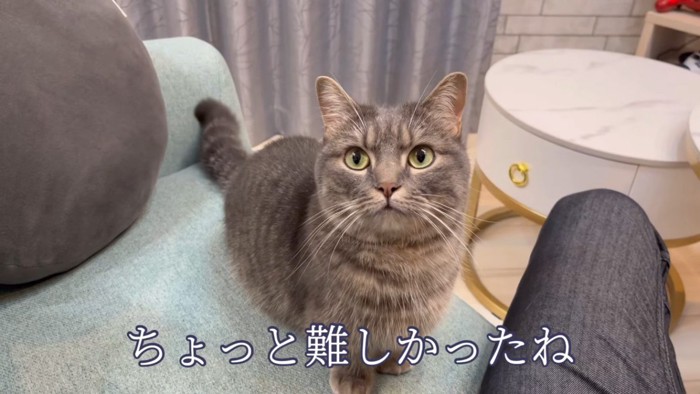 ソファに座る猫