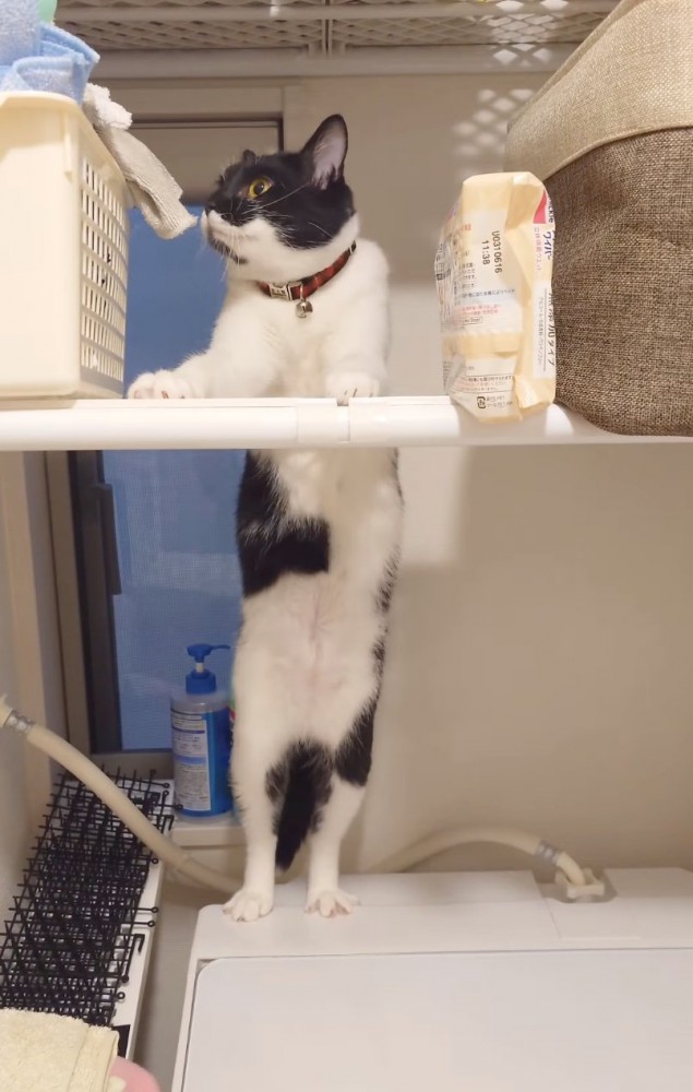諦める猫