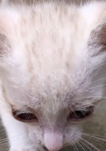 おでこを見せている子猫