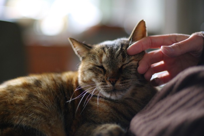 指の裏でなでられている猫