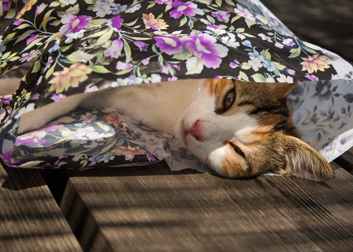 花柄の袋に入っている猫