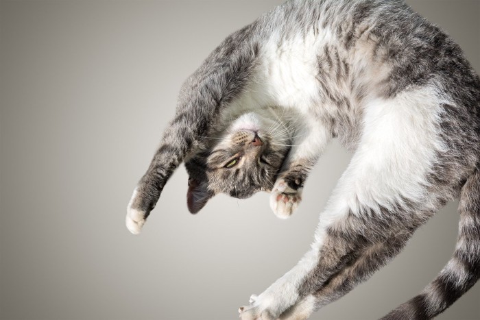ジャンプ中の猫