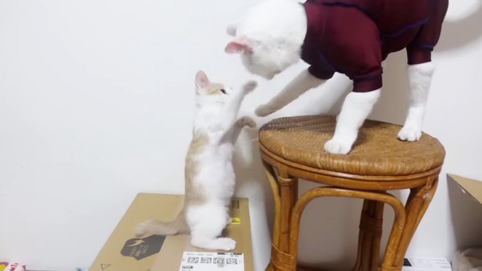 背伸びする猫