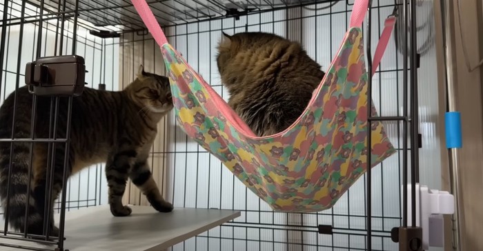 ケージの中でハンモックに入る猫と近くに立っている猫