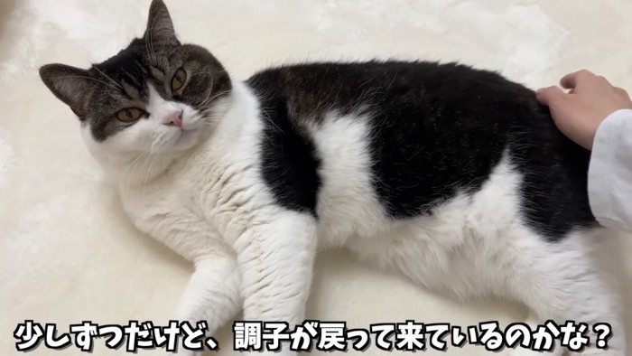 お尻をなでられる猫