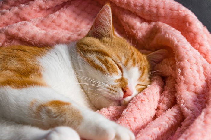 毛布でリラックスする猫