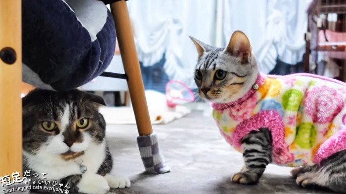 椅子の下にいる猫と服を着た猫