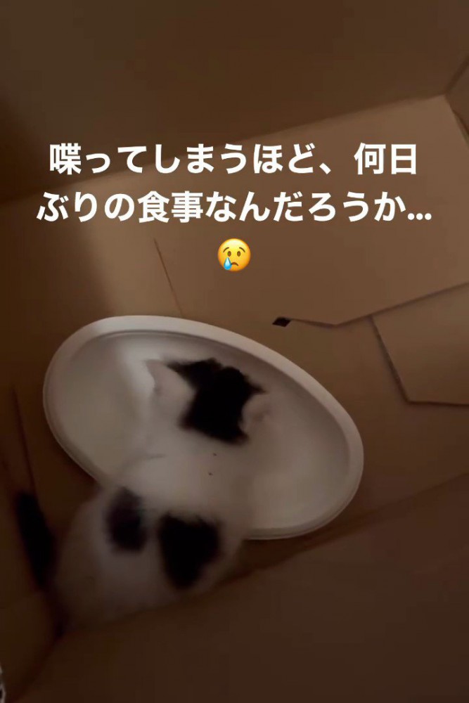 箱の中にいる子猫