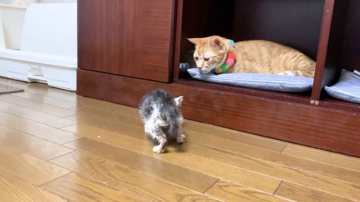 子猫をみる成猫