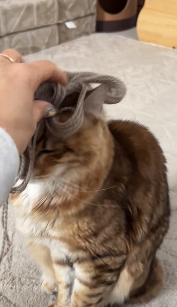 毛糸を頭に乗せた猫の写真4
